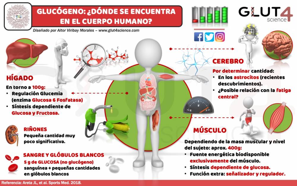 Qué es el glucógeno y cuál es su importancia para el cuerpo