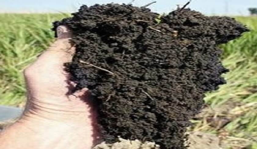 Qué es el humus y por qué es esencial para el medio ambiente