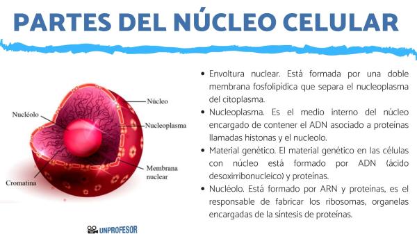 Qué es el núcleo y cuál es su definición en biología y física