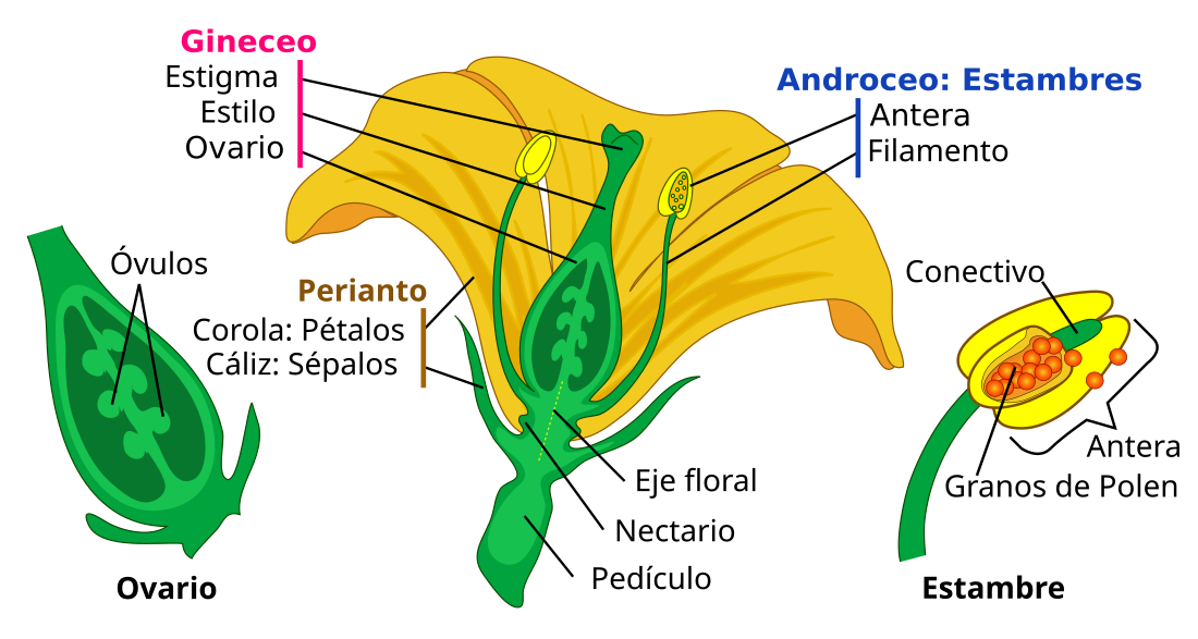 Qué es el pistilo de la flor y por qué es clave para las plantas