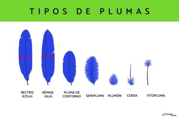 Qué es el plumaje y cuáles son su definición y conceptos clave