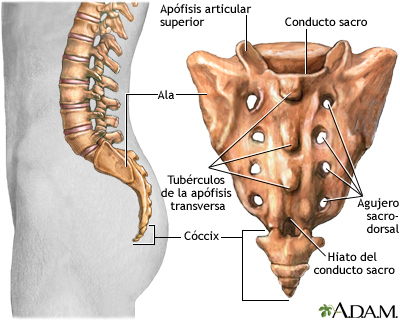 Qué es el SACRO y cuál es su importancia en el hueso sacro