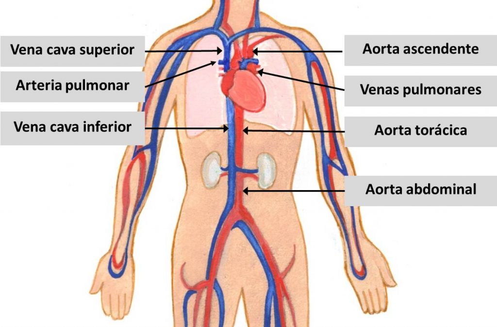 Qué es el sistema cardiovascular y por qué es clave para la salud