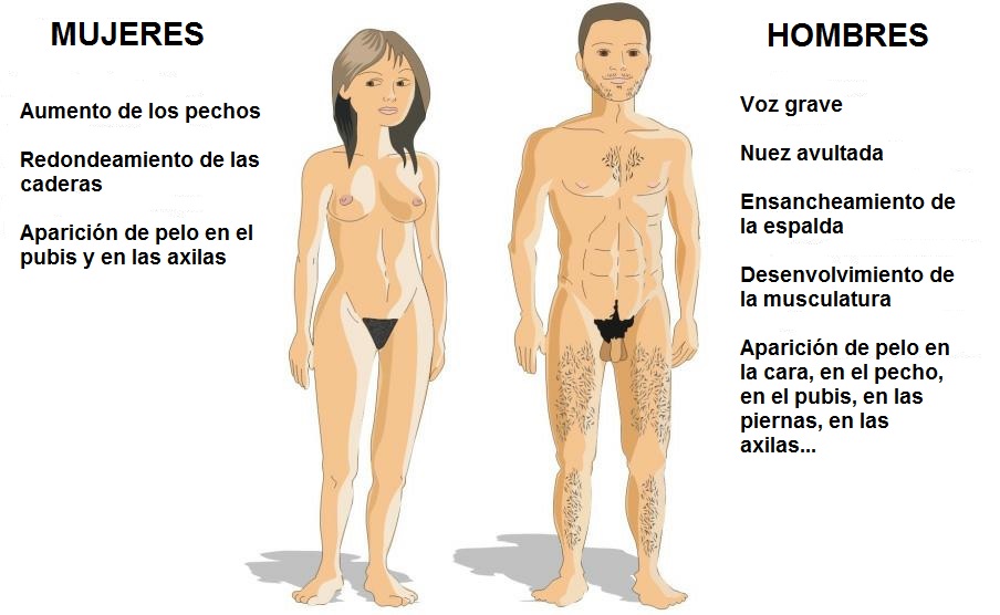 Qué es el sistema glandular y qué cambios causa en el cuerpo
