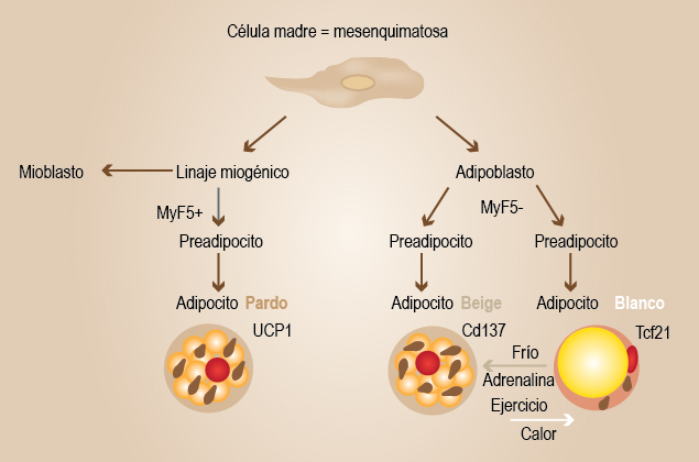 Qué es el tejido adiposo, cuáles son sus tipos y sus usos clave