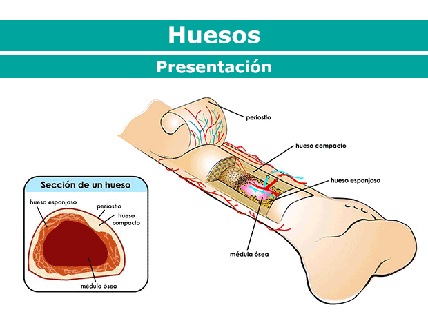 Qué es el tejido óseo y cuáles son sus funciones en el cuerpo