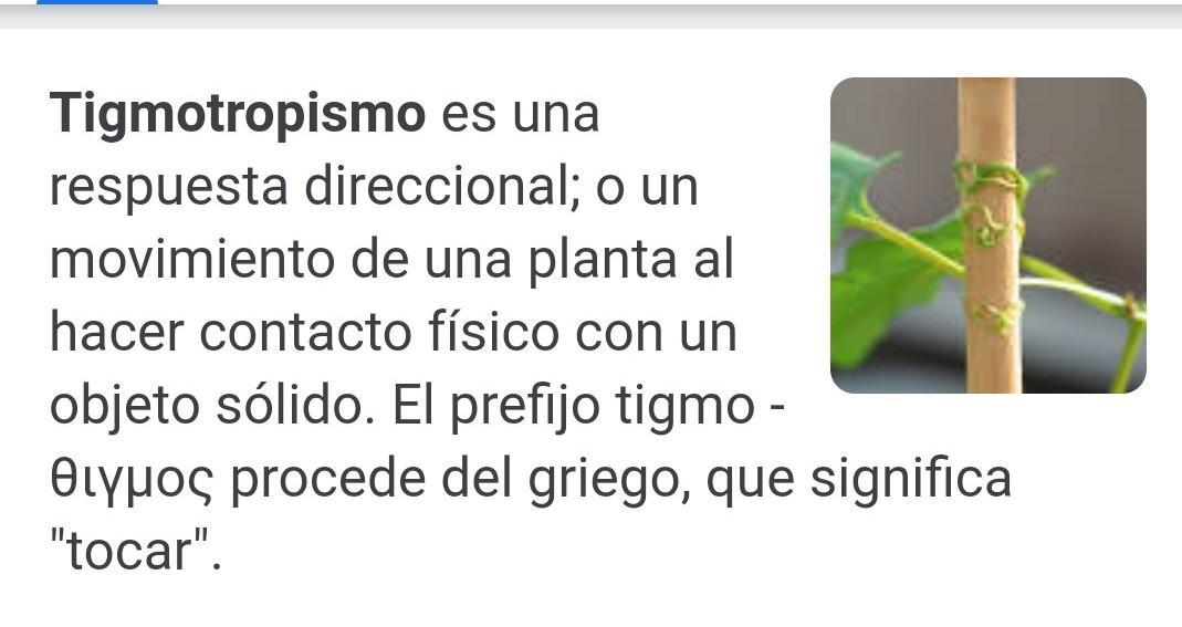 Qué es el tigmotropismo y cuáles son sus tipos y definiciones