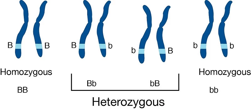 QUÉ ES HETEROCIGOTO: DEFINICIÓN y CARACTERÍSTICAS CLAVES