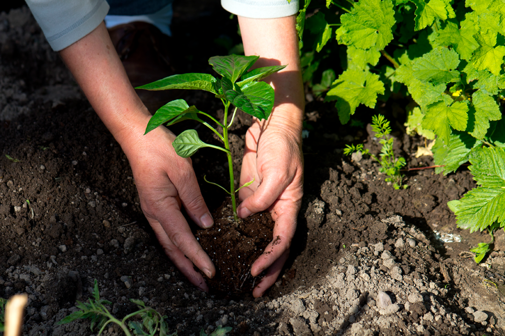 Qué es la agricultura orgánica y cuál es su historia hasta hoy