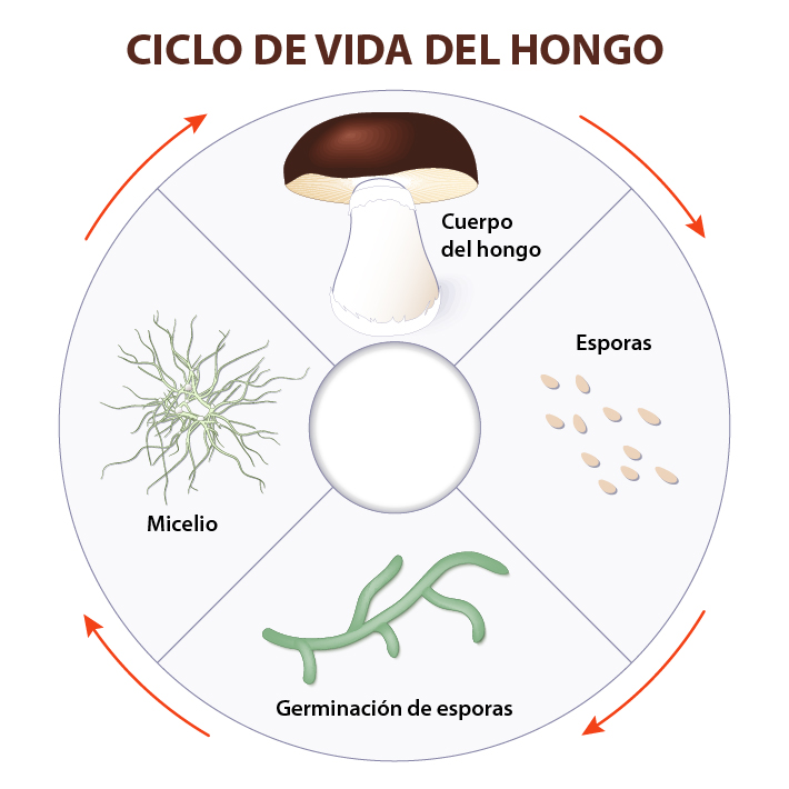Qué es la AMEBA y cómo se reproduce ¡Descúbrelo aquí!