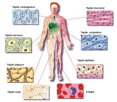 Qué es la anatomía humana y cuáles son sus aparatos esenciales