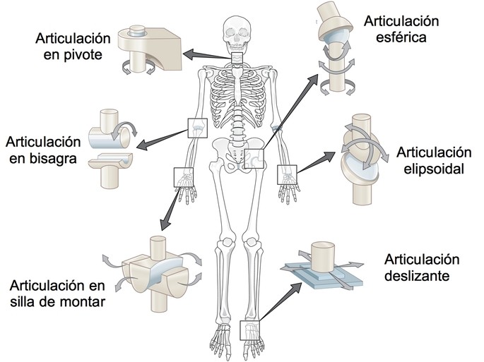 Qué es la articulación y cuáles son sus tipos y usos básicos