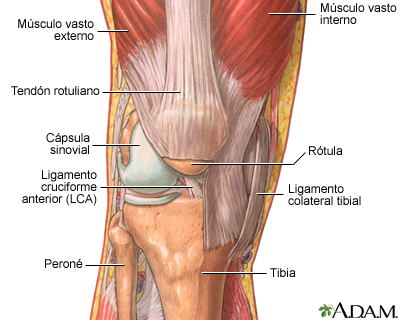 Qué es la artrología y por qué es tan esencial en la salud