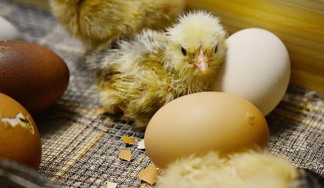 QUÉ ES LA BIOGÉNESIS: DEFINICIÓN Y CARACTERÍSTICAS CLAVE