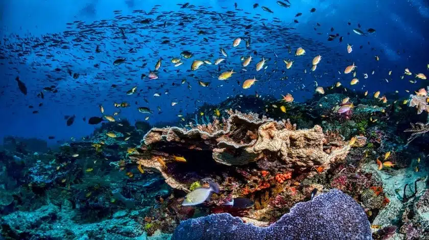 Qué es la biología marina y por qué es vital para nuestro planeta
