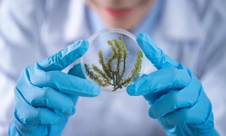 QUÉ ES LA BIOQUÍMICA IMPORTANCIA y RAMAS ESENCIALES
