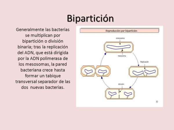Qué es la bipartición, cuáles son sus tipos y ejemplos clave
