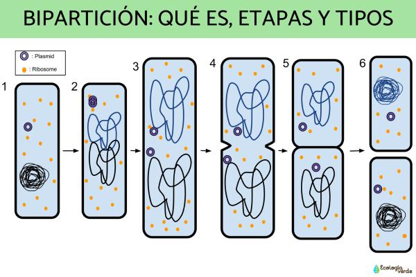 Qué es la bipartición en la reproducción asexual y cómo ocurre