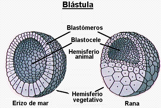 Qué es la blástula y cuáles son sus tipos en la segmentación