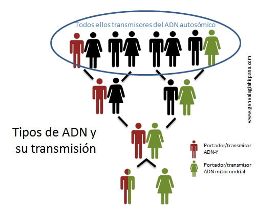 Qué es la consanguinidad y cómo se define claramente