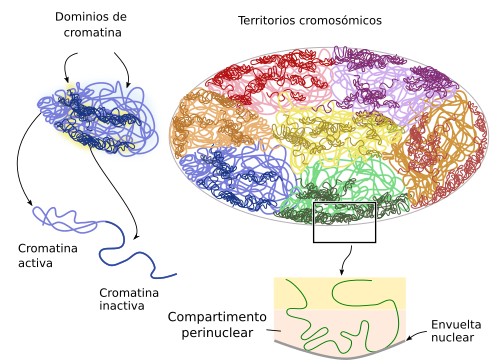 Qué es la cromatina y cuáles son sus funciones en la célula