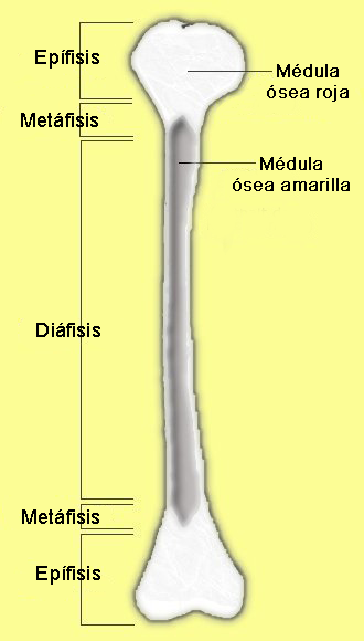 Qué es la diáfisis y por qué es importante en el cuerpo humano