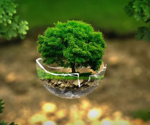 Qué es la ecología y cómo impacta nuestra vida diaria