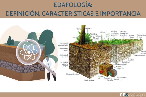 Qué es la edafología, cuáles son sus orígenes y su importancia