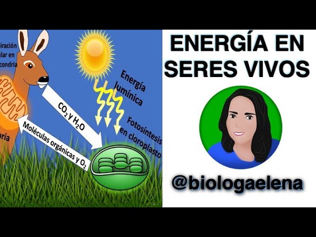 Qué es la energía en biología y cómo la usan los seres vivos