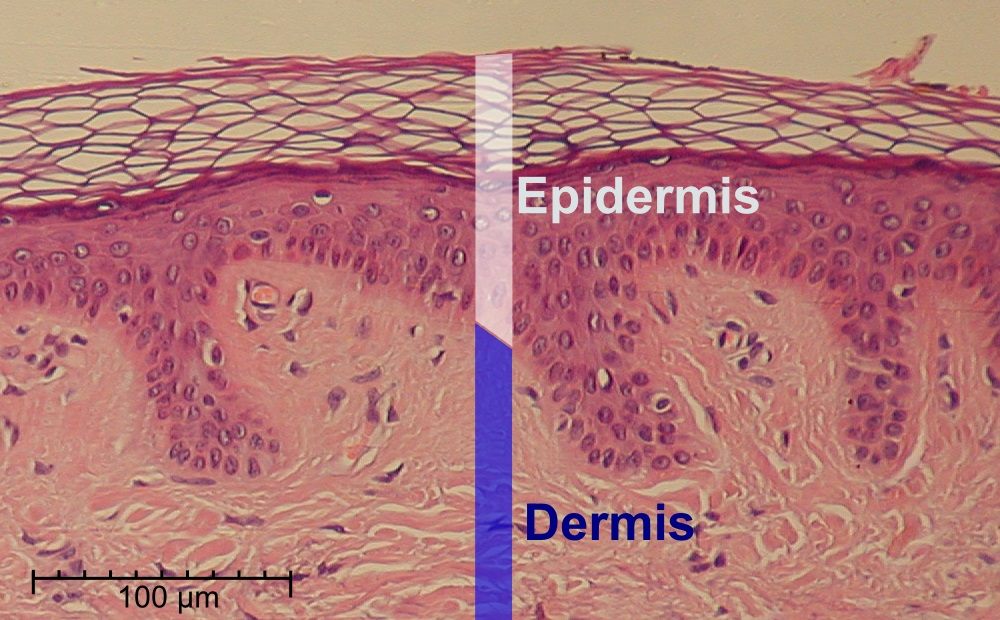 Qué es la epidermis y cuál es su importancia para la piel
