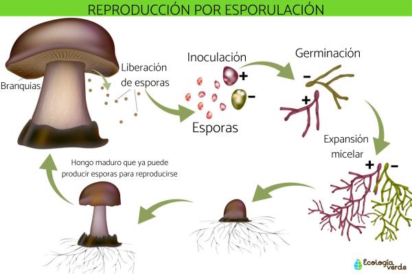 Qué es la esporulación y cuáles son sus definiciones clave