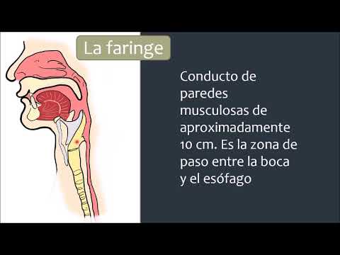 Qué es la faringe, cuáles son sus funciones y su importancia
