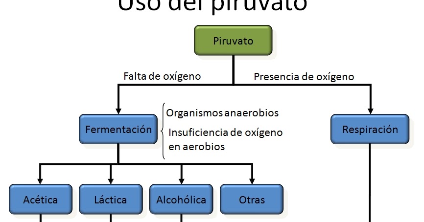 Qué es la fermentación alcohólica y qué ejemplos hay de ella