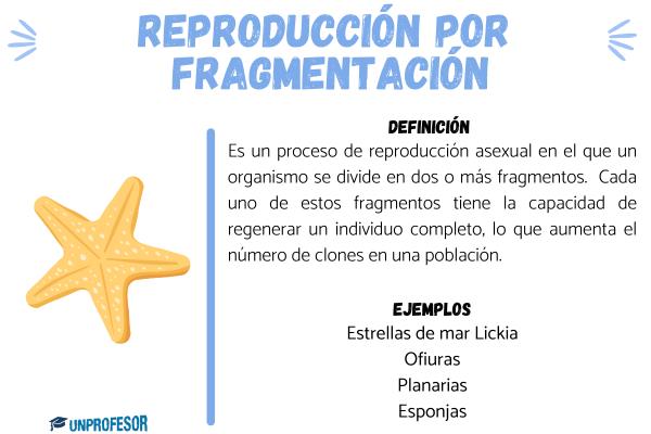 QUÉ ES LA FRAGMENTACIÓN: DEFINICIÓN Y TIPOS CLAVES