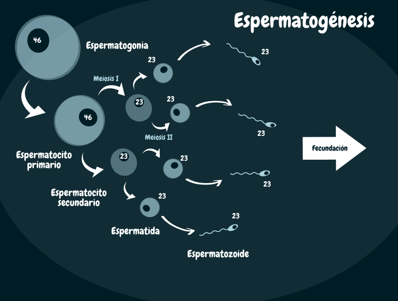 Qué es la gametogénesis y cuáles son sus tipos esenciales