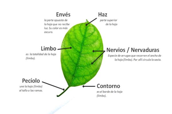 Qué es la hoja y cuál es su definición y significado clave