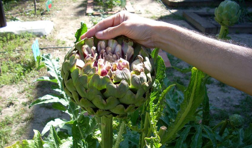 Qué es la horticultura y cuáles son sus beneficios clave