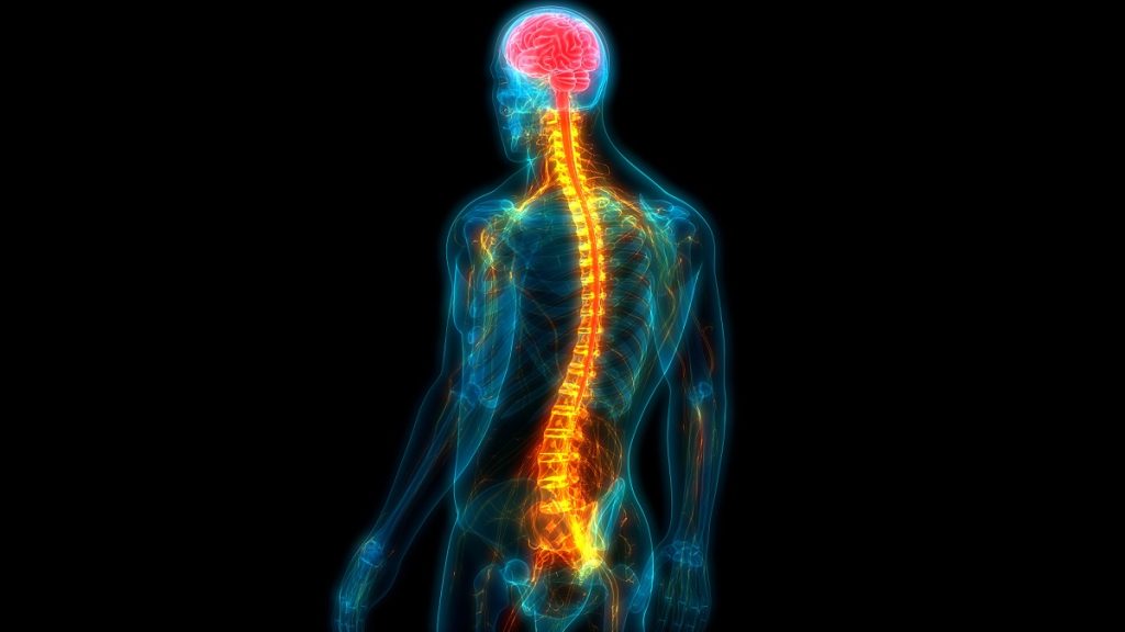 Qué es la médula y por qué es crucial para nuestro cuerpo