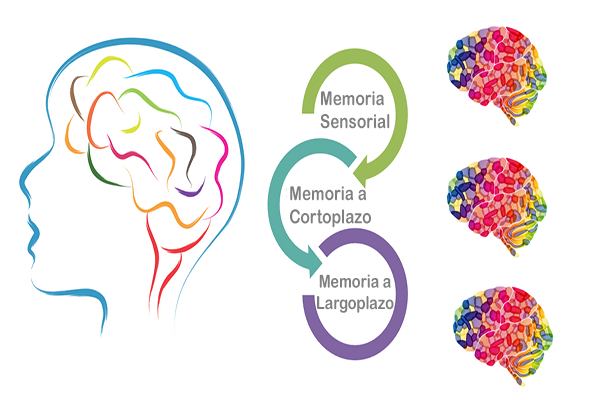 Qué es la memoria, cuáles son sus tipos y por qué es esencial