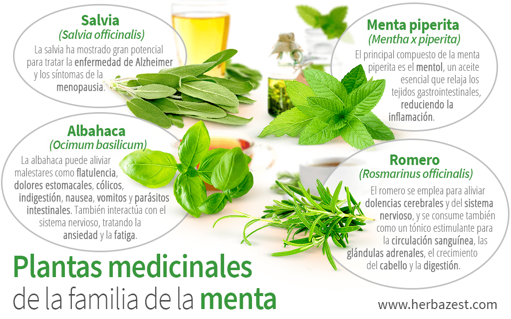 Qué es la menta y cuáles son sus usos y beneficios esenciales