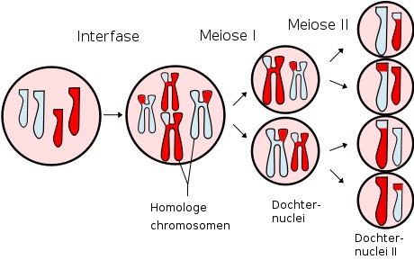 Qué es la Miosis Definición y Concepto Esencial Explicado