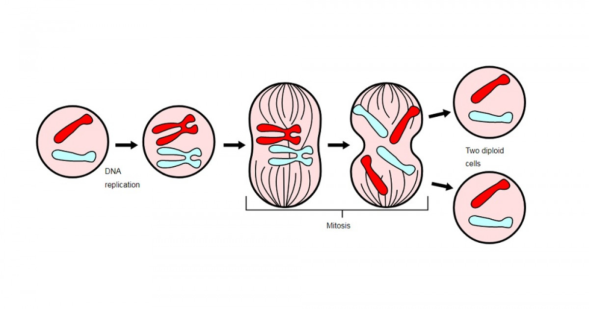 Qué es la MITOSIS: FASES y CARACTERÍSTICAS Esenciales