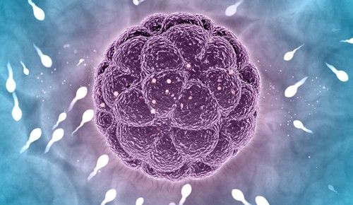 Qué es la mórula, su origen y cuáles son sus características