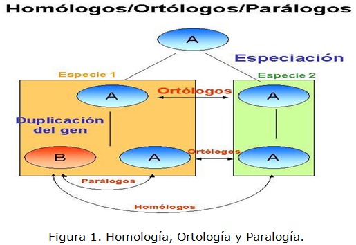 Qué es la ortología y por qué es clave en la biología actual