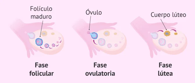 Qué es la ovulación y de qué manera afecta tu salud