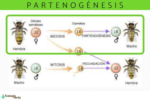 Qué es la partenogénesis y cuáles son sus tipos y ejemplos