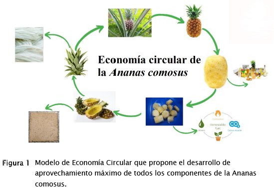 Qué es la piña y cuál es su definición clave en detalle