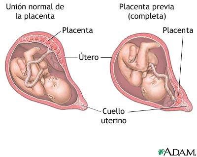 Qué es la placenta, cuáles son sus funciones y su importancia