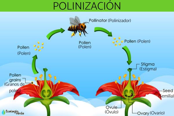 QUÉ ES LA POLINIZACIÓN: SIGNIFICADO ESENCIAL y MÁS