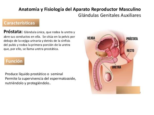 Qué es la próstata y cuáles son sus principales características